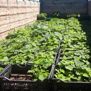 انواع نهال پالونیا هیبرید اصلاح شده قیمت انواع نهال پالونیا هیبریدی خرید و فروش پالونیا نهالستان پالونیا پائولونیا هیبریدی